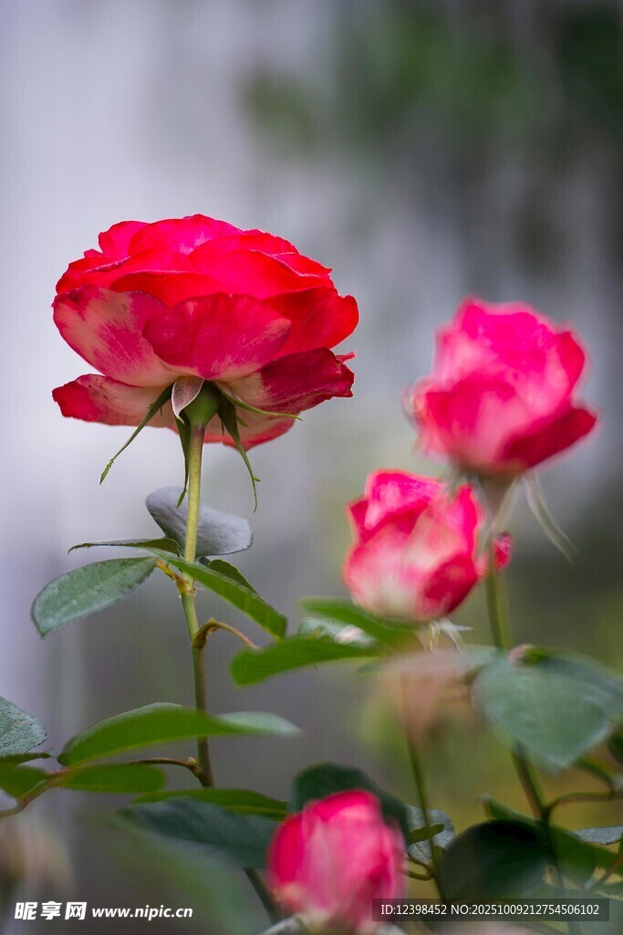 嬌艷欲滴的紅粉月季花