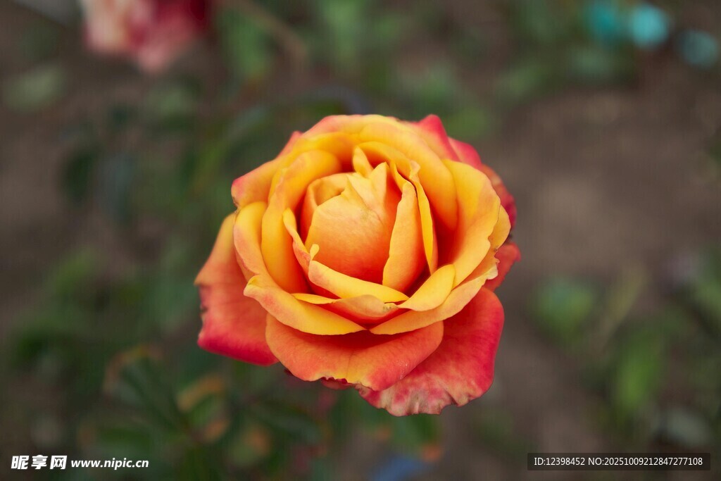 橙紅色嬌艷月季花