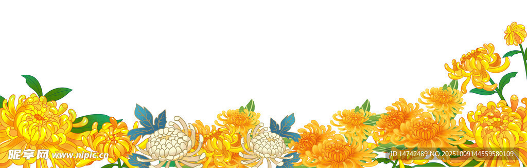 免扣菊花素材