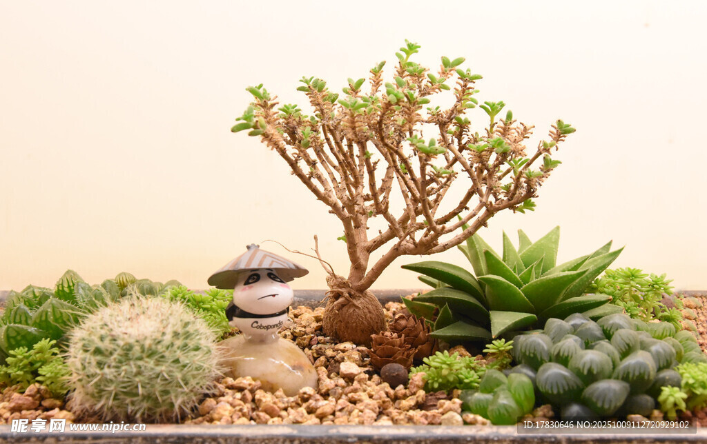 多肉植物