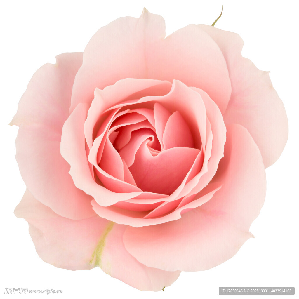 玫瑰花