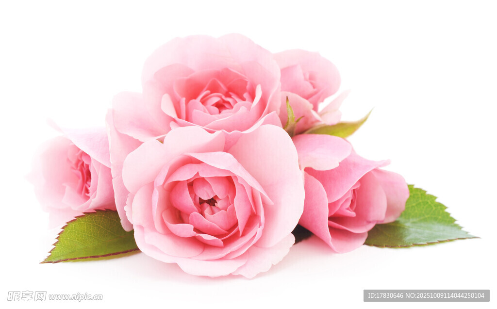 玫瑰花