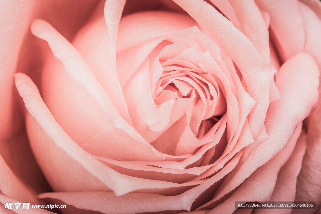 玫瑰花