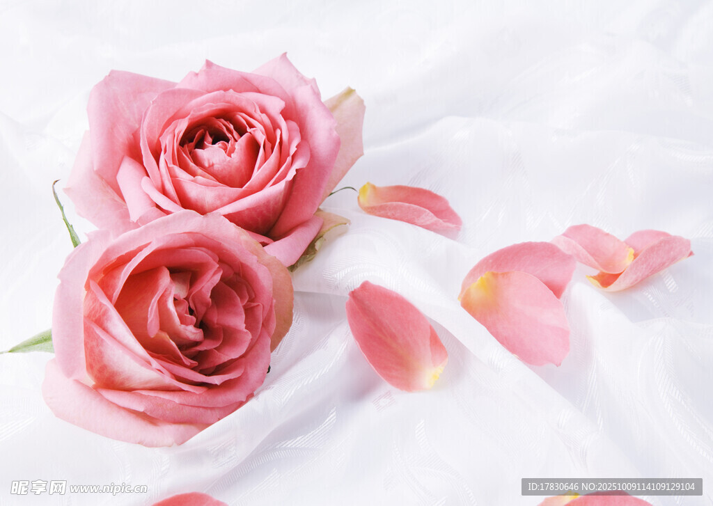 玫瑰花