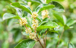 桂花