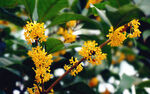 桂花