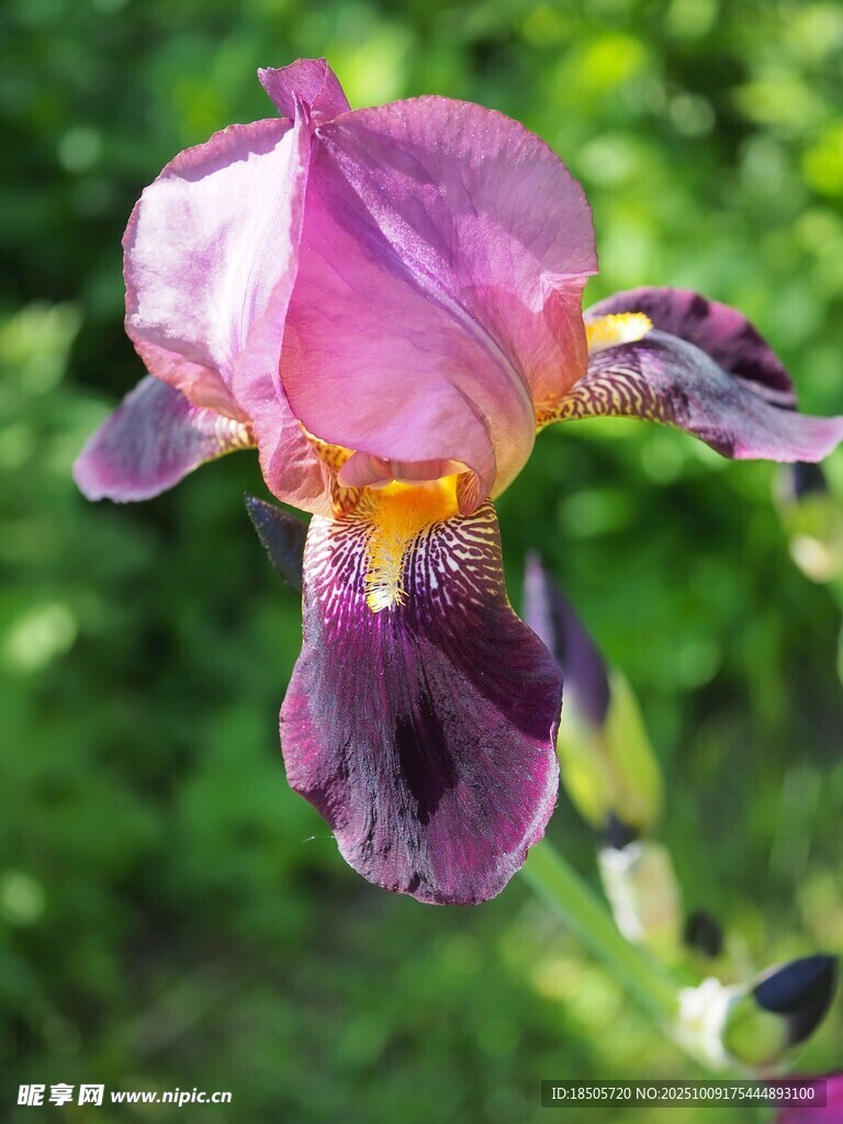 紫色鳶尾花特寫