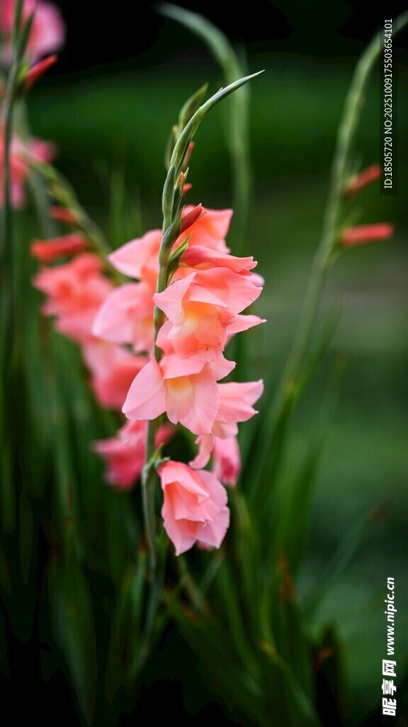 粉色唐菖蒲綻放