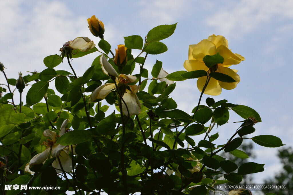 月季花 