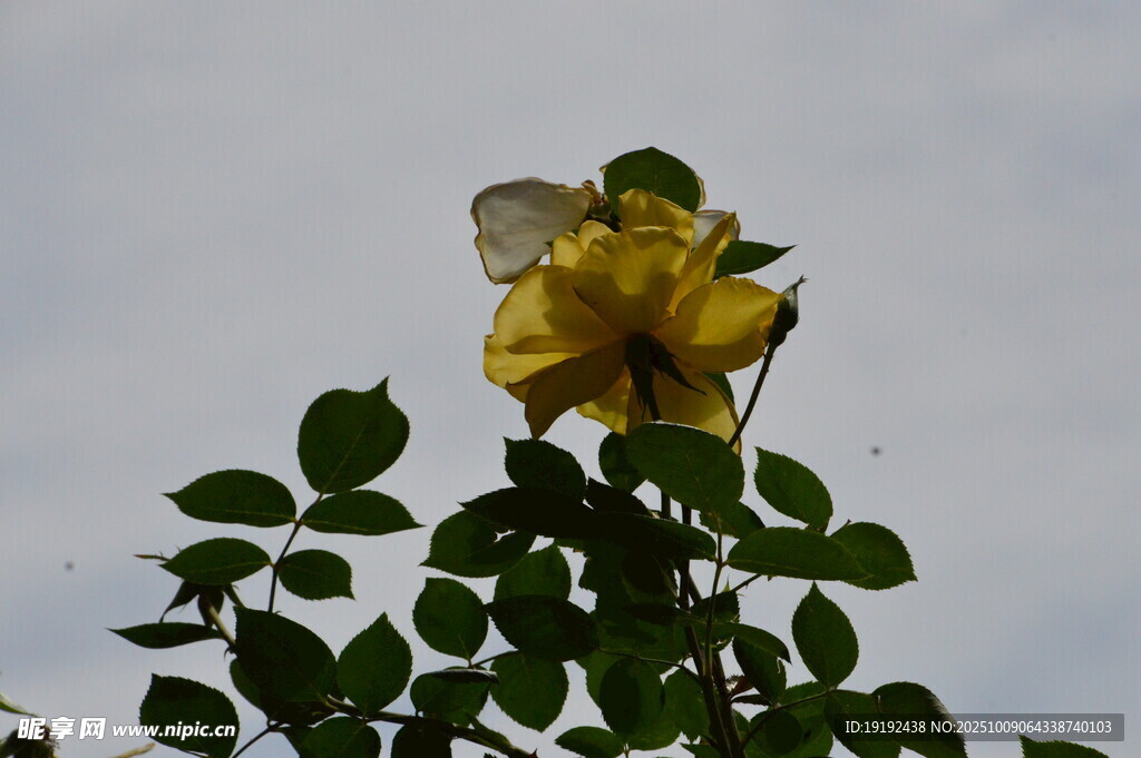 月季花  