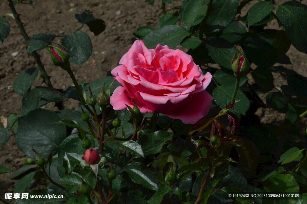 月季花  