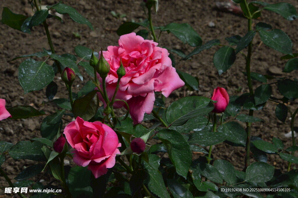 月季花 