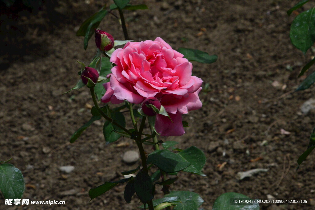 月季花 