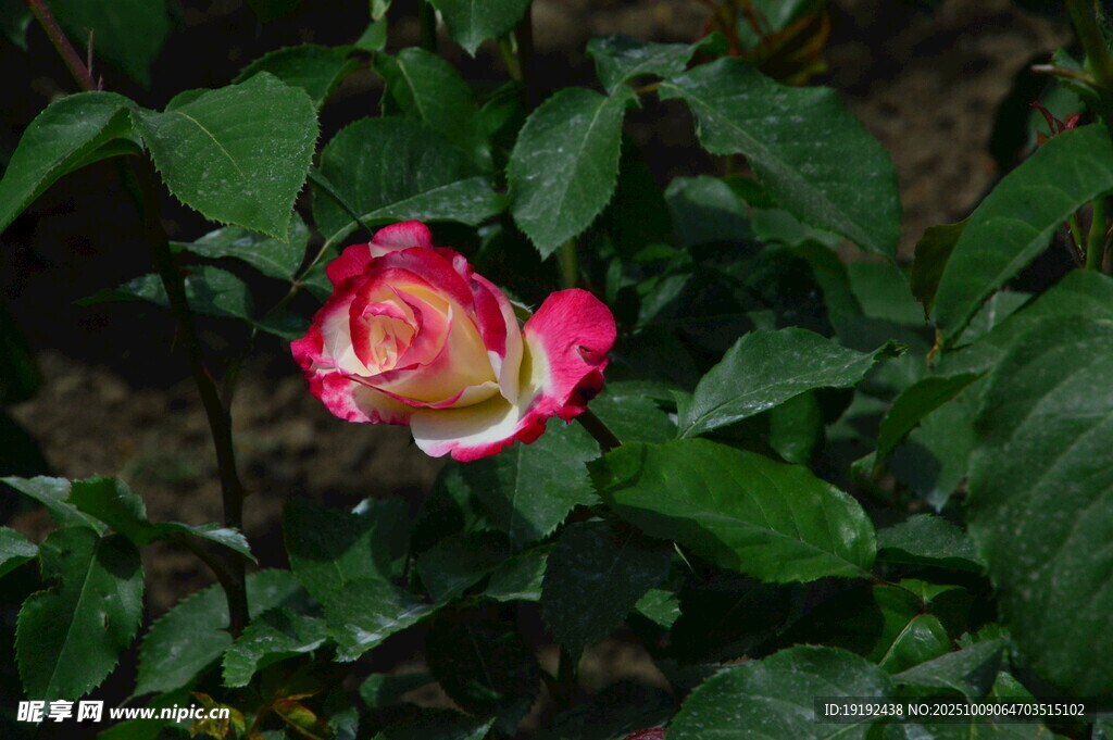 月季花 