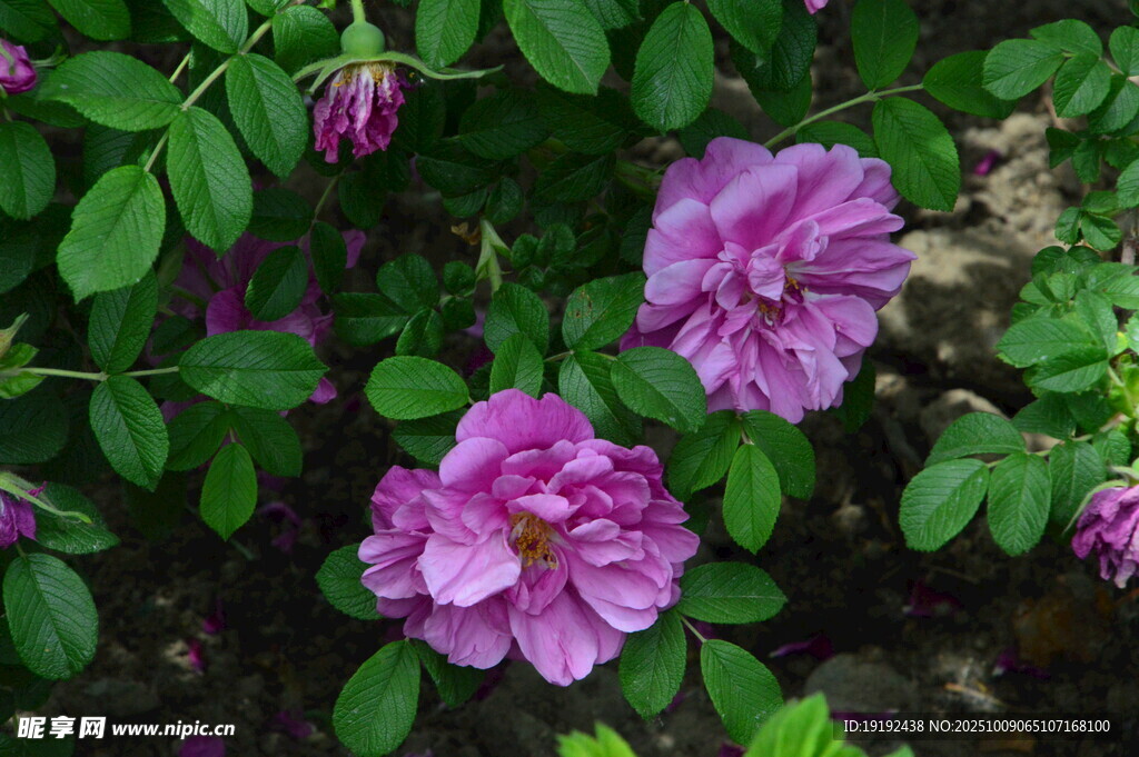 玫瑰花  