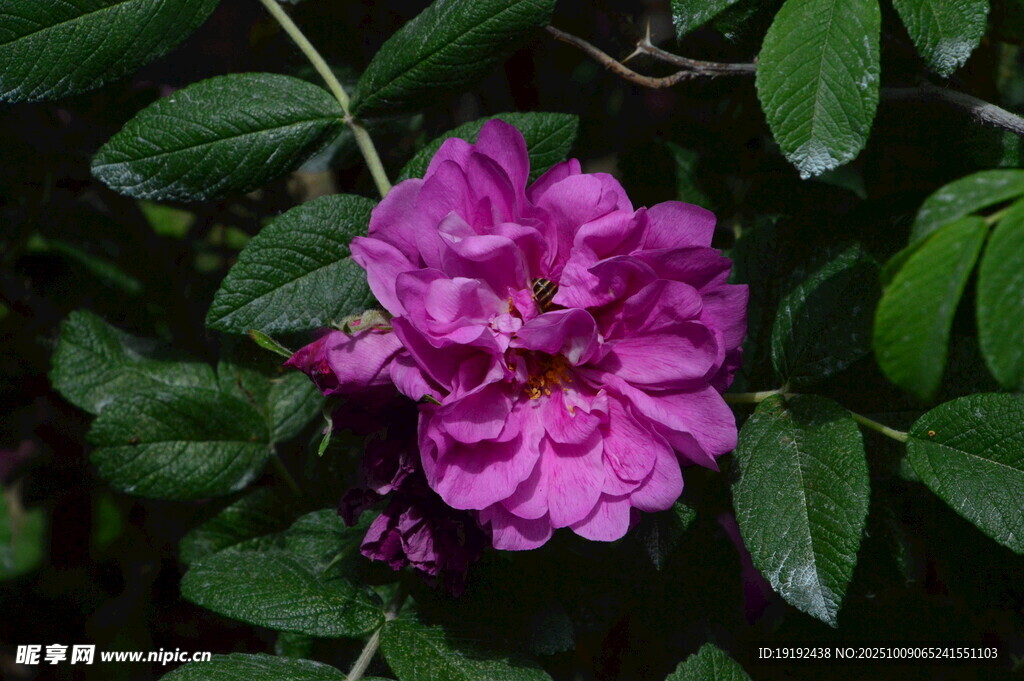 玫瑰花  