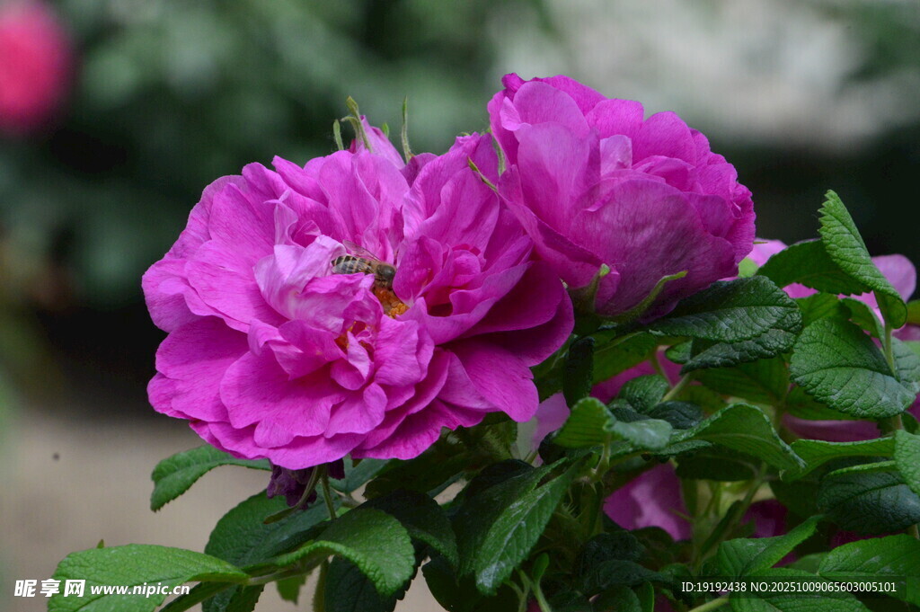 玫瑰花 