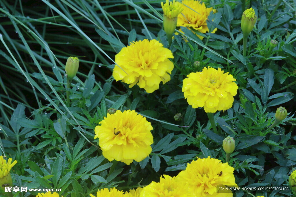萬(wàn)壽菊  
