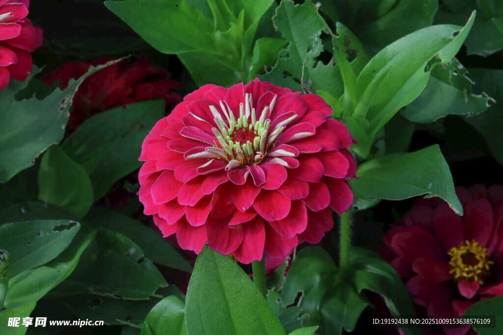 百日菊 