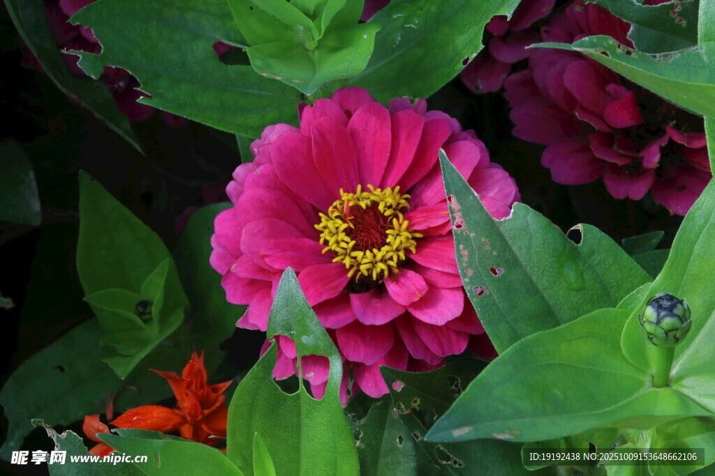 百日菊 