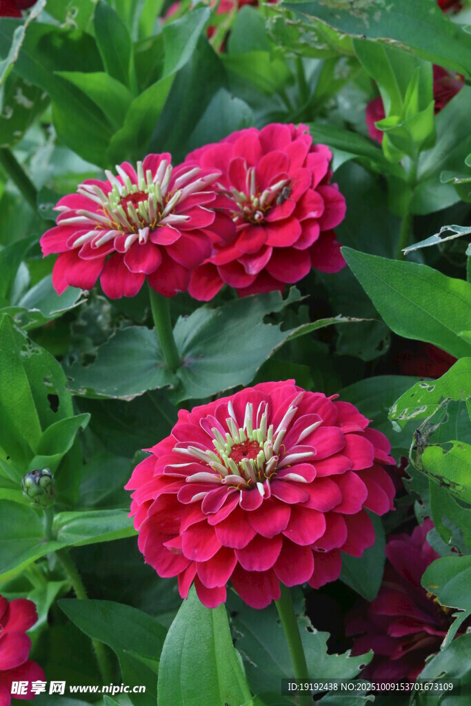 百日菊  