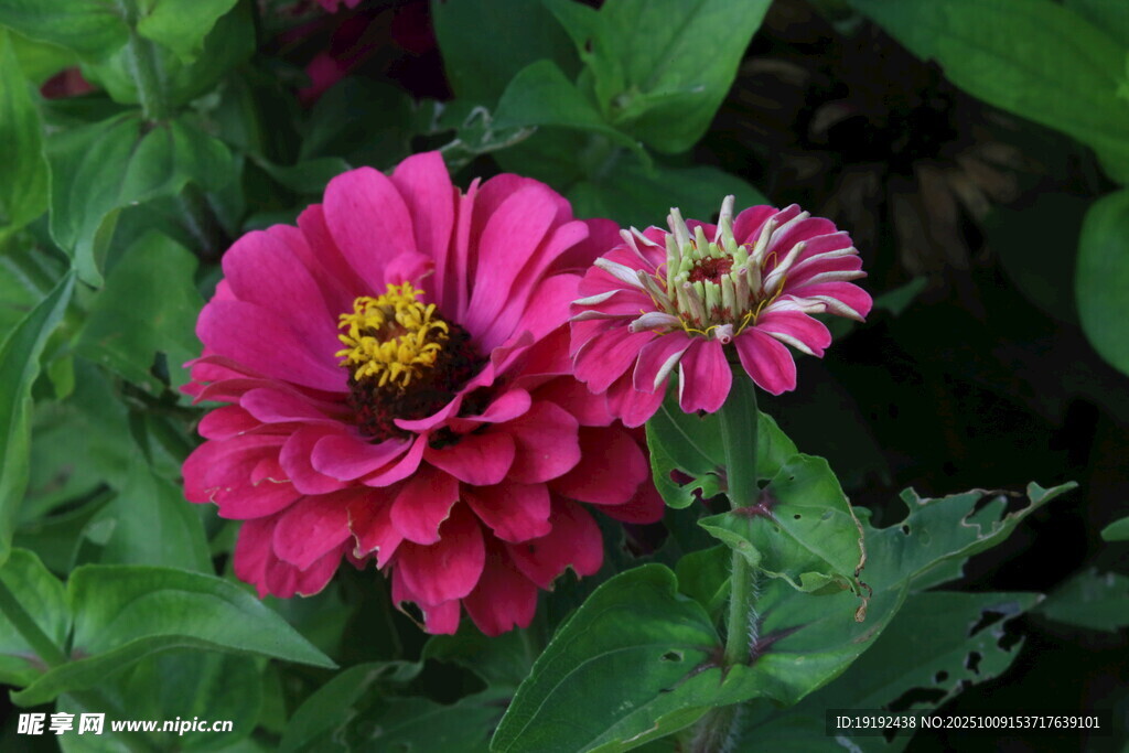 百日菊  