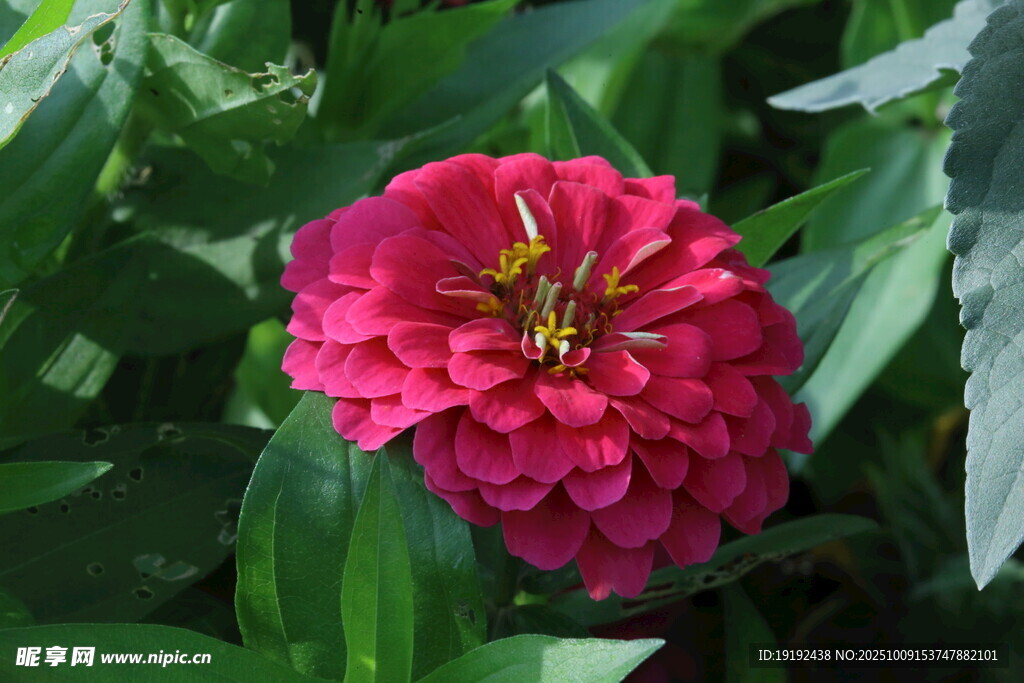 百日菊 