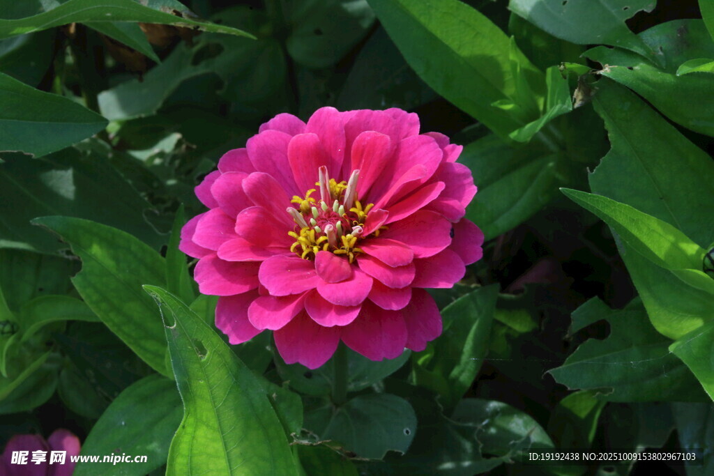 百日菊 