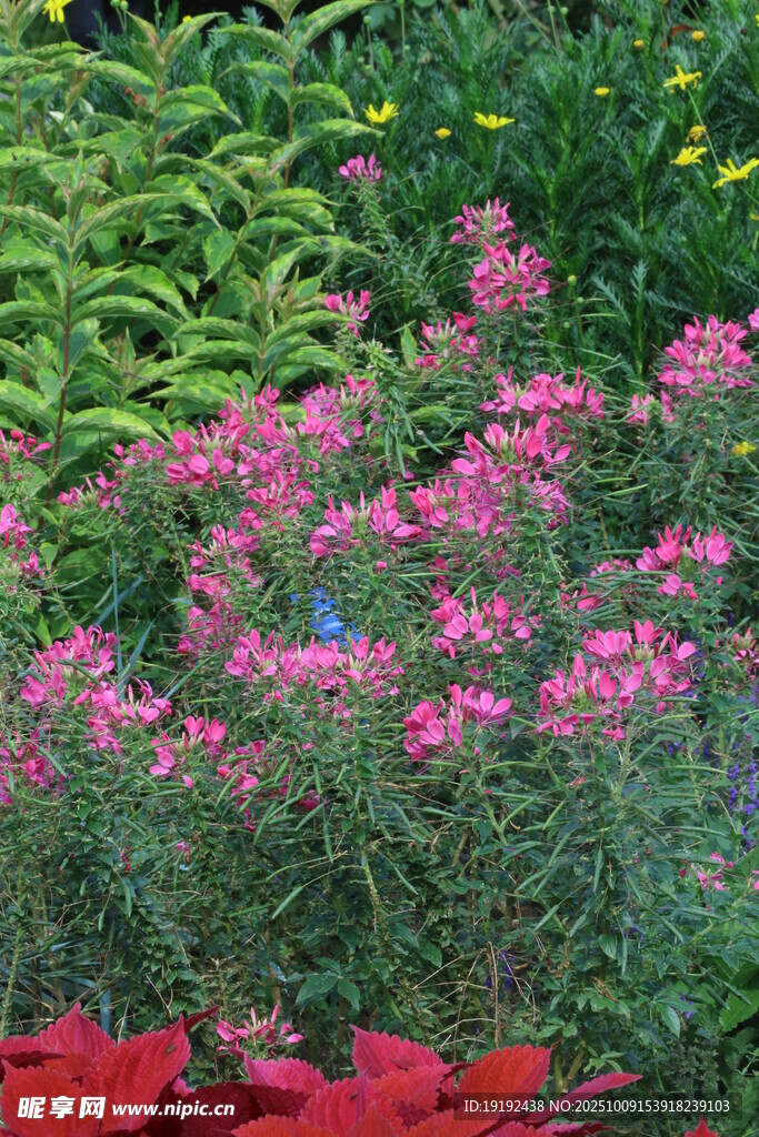 醉蝶花  