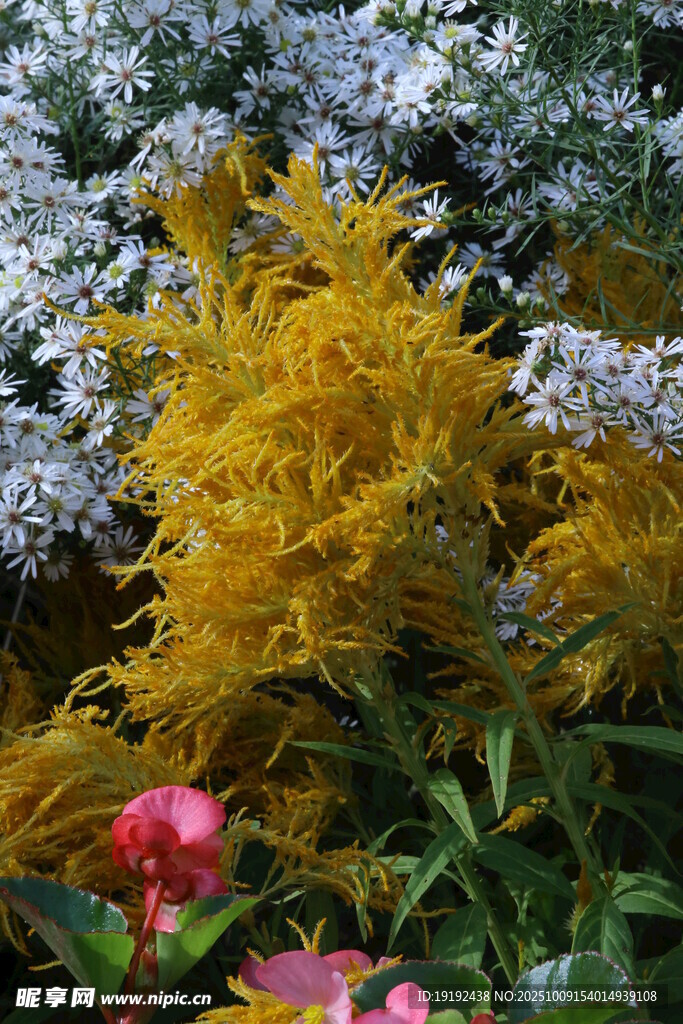 雞冠花 
