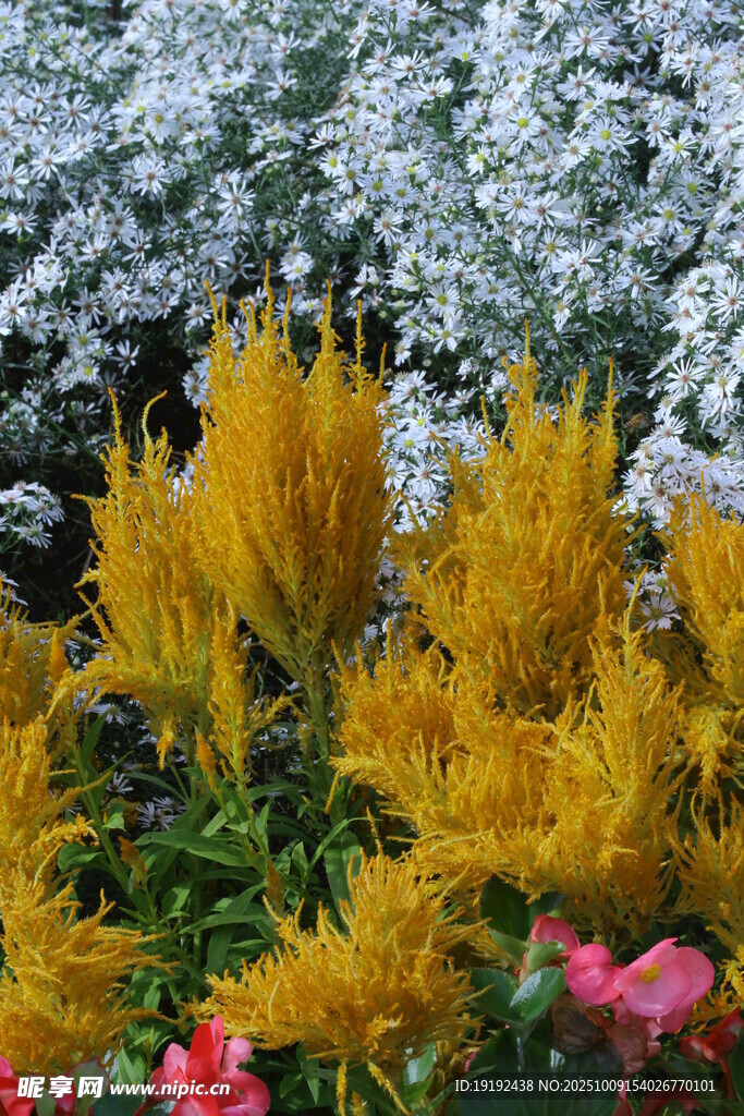 雞冠花 
