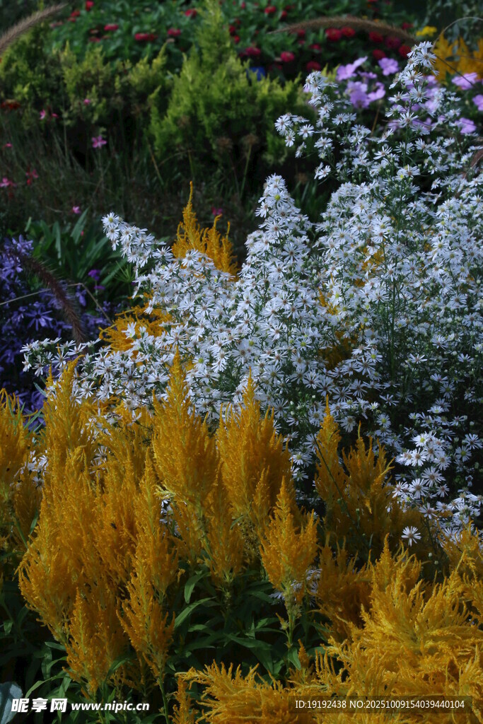 雞冠花  