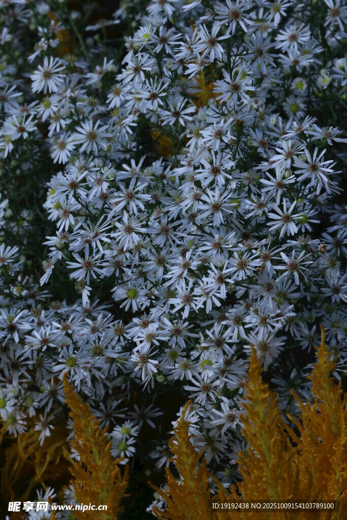紫菀  