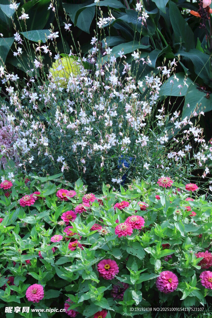百日菊  