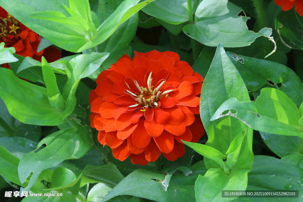 百日菊  