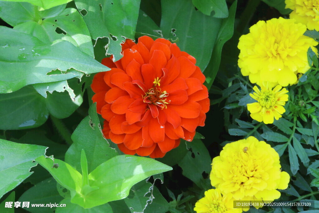 百日菊 