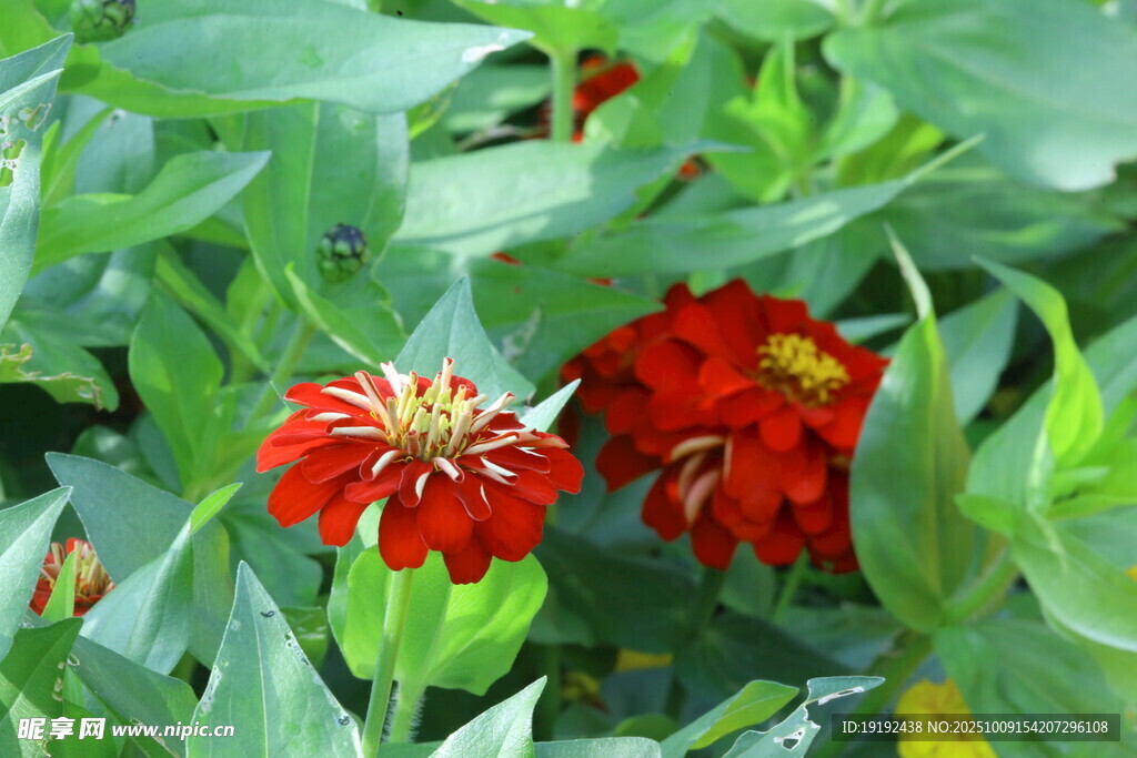 百日菊  
