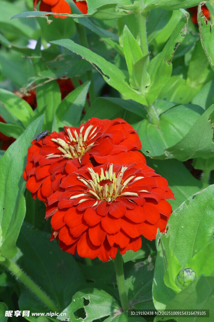 百日菊  