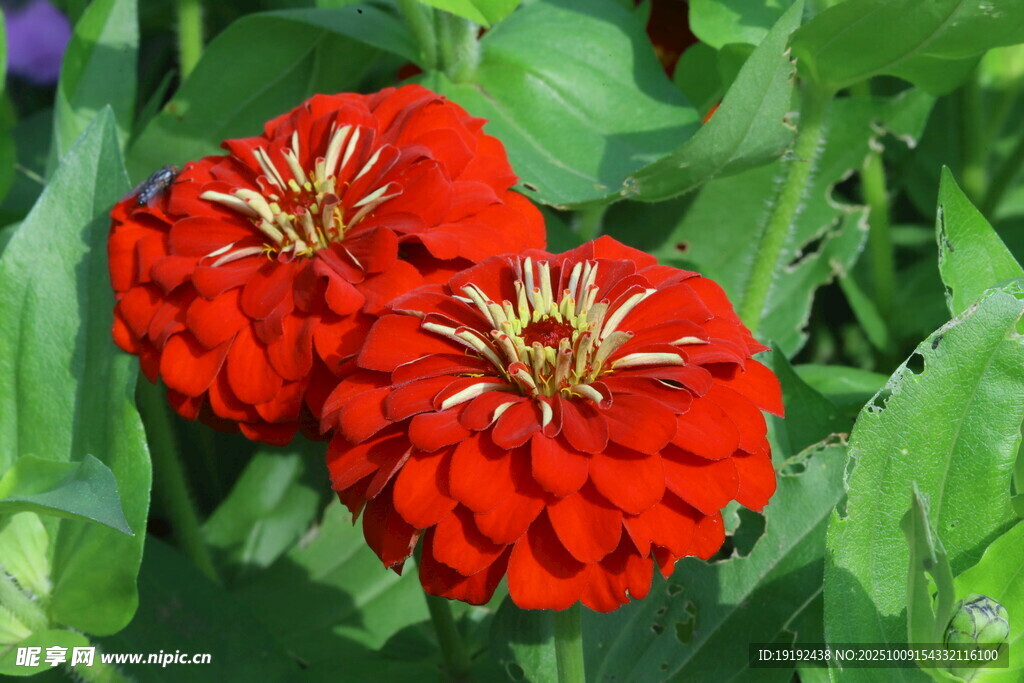 百日菊  