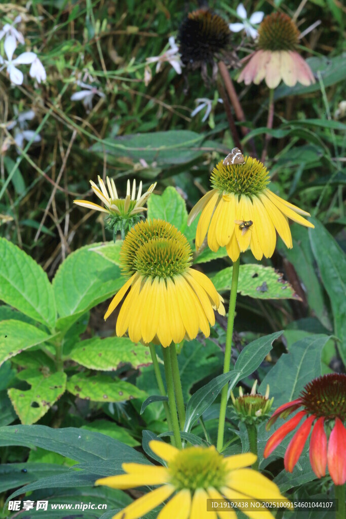 松果菊  