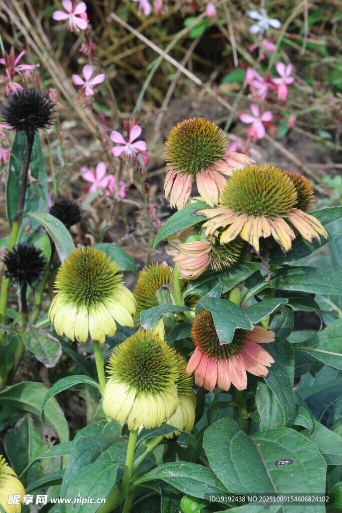 松果菊 