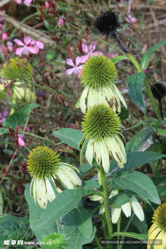 松果菊  
