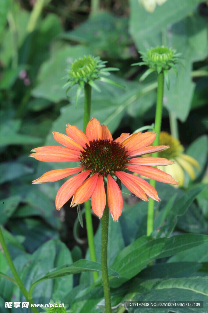 松果菊  