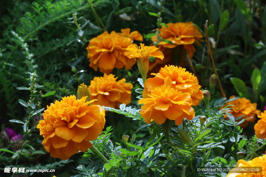 萬(wàn)壽菊 