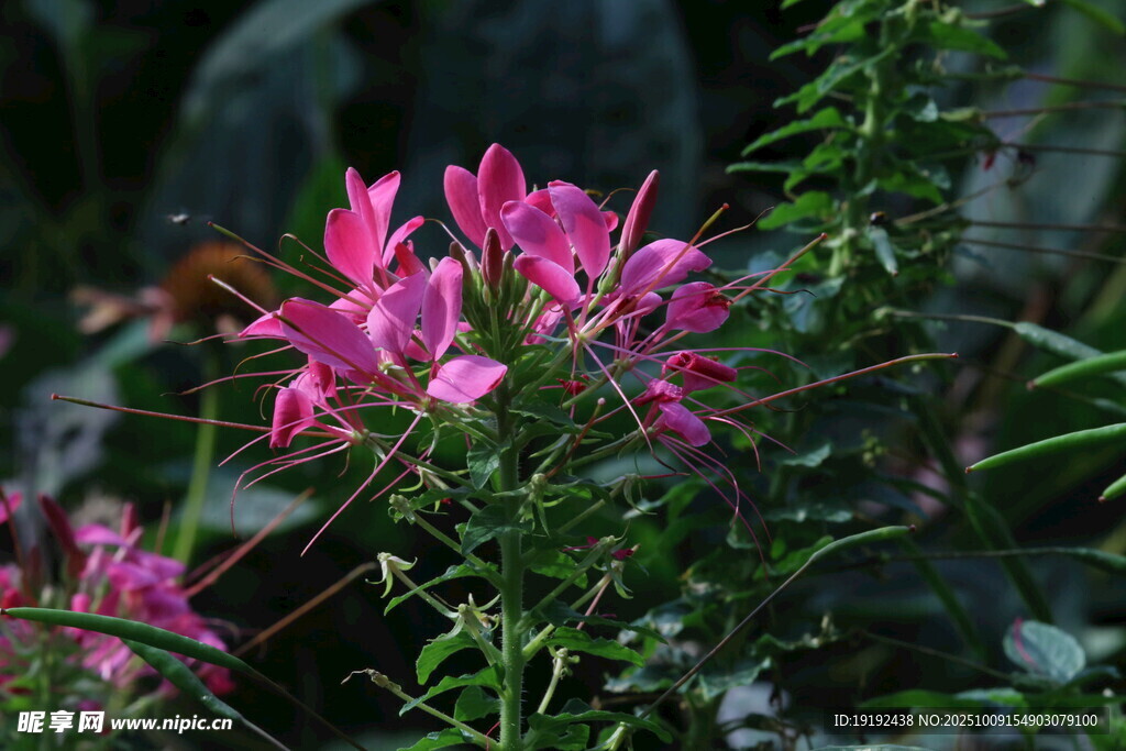 醉蝶花  