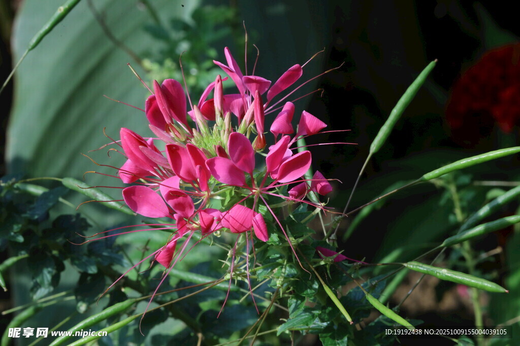 醉蝶花 