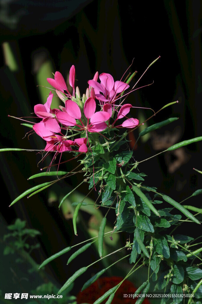 醉蝶花  