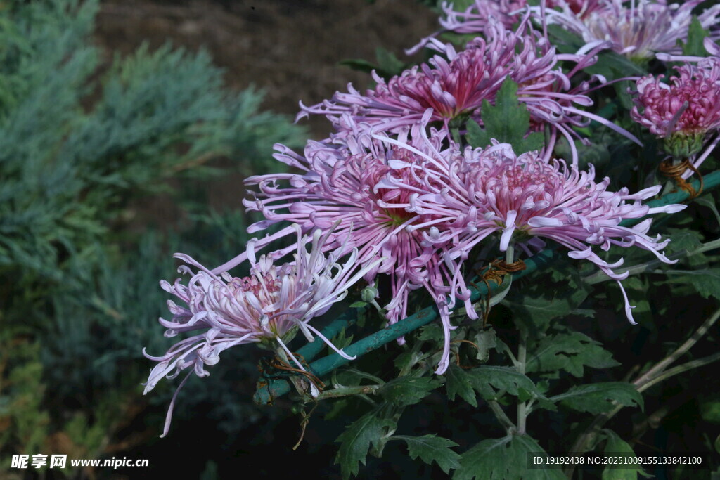 菊花  