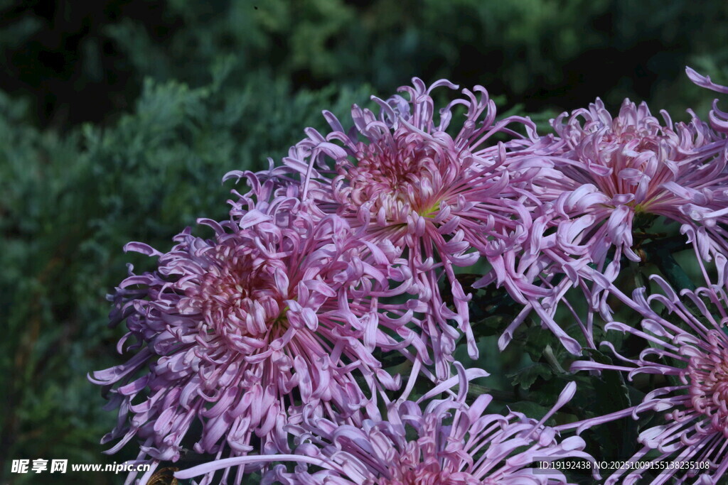 菊花  