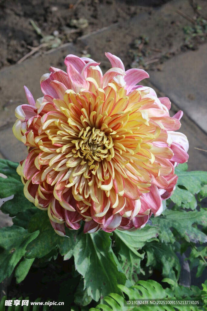 菊花  